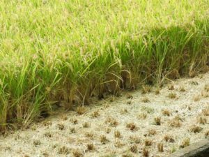 稲刈りの季節。新米はやはり良いです。